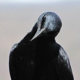 Bird Calls